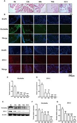 Midgut microbiota affects the intestinal barrier by producing short-chain fatty acids in Apostichopus japonicus